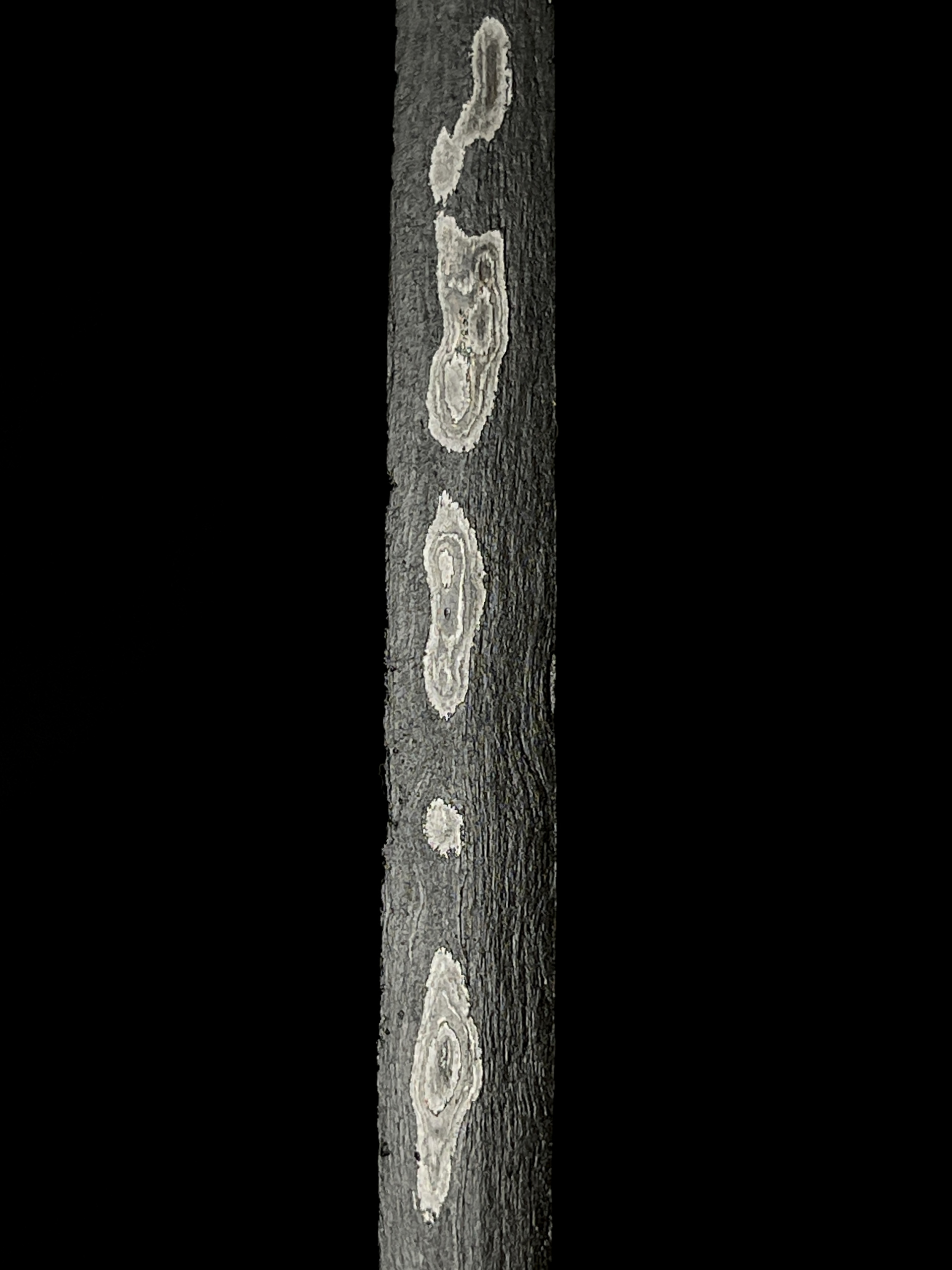 Keris Majapahit Pamor Rojo Gundolo